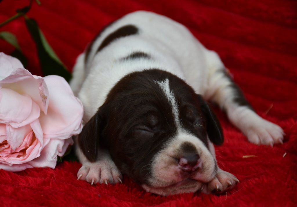 du pont du riot d'Esnes - Chiots disponibles - Braque français, type Pyrenees (petite taille)