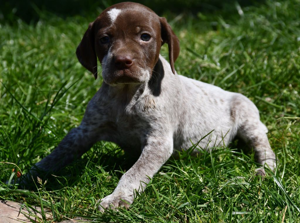 du pont du riot d'Esnes - Chiots disponibles - Braque français, type Pyrenees (petite taille)